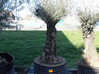 Olea europea - afbeelding 1 van  2