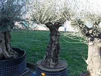Olea europea - afbeelding 2 van  2