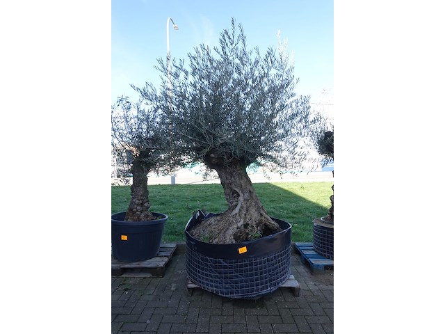 Olea europea - afbeelding 1 van  2
