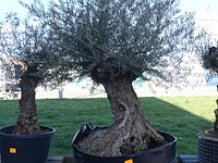 Olea europea - afbeelding 1 van  2