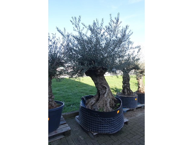 Olea europea - afbeelding 2 van  2