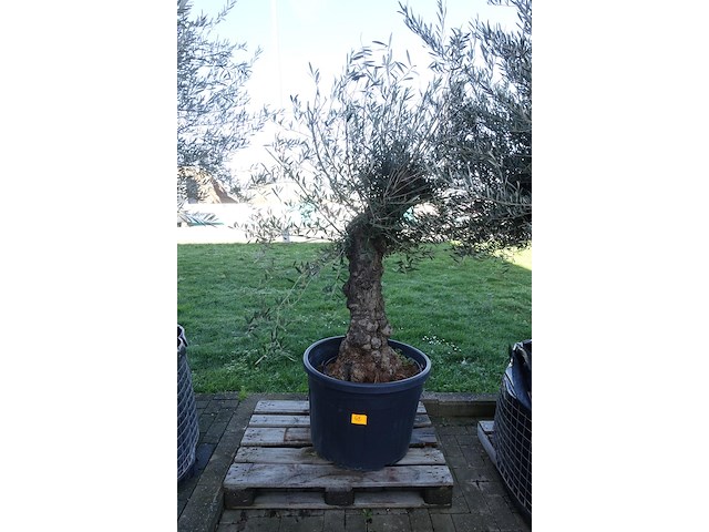 Olea europea - afbeelding 1 van  2