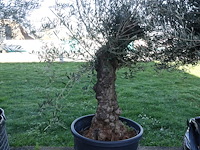 Olea europea - afbeelding 1 van  2
