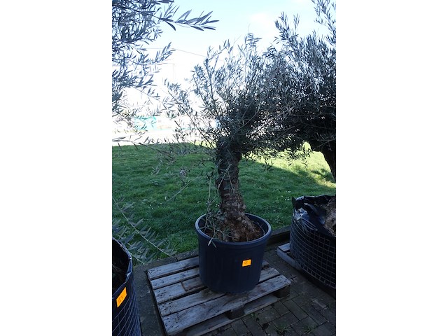 Olea europea - afbeelding 2 van  2