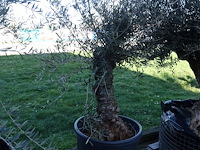 Olea europea - afbeelding 2 van  2