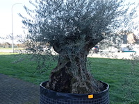Olea europea - afbeelding 1 van  2