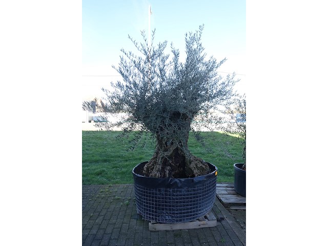 Olea europea - afbeelding 2 van  2