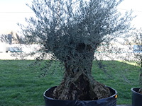 Olea europea - afbeelding 2 van  2