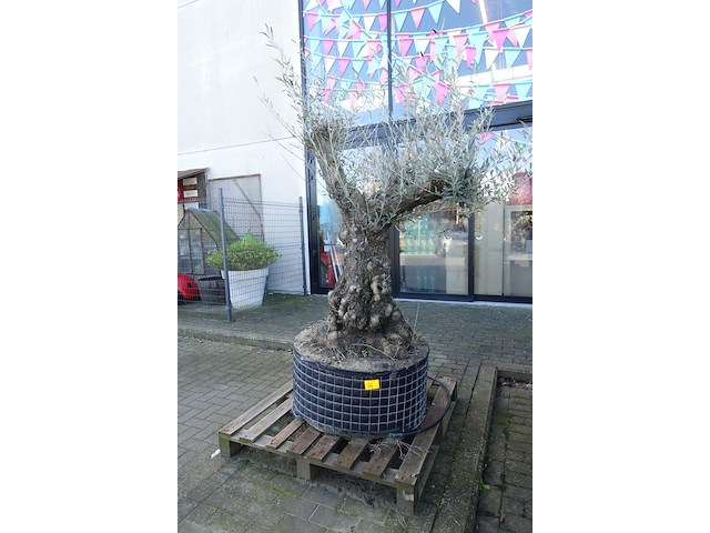 Olea europea - afbeelding 1 van  2