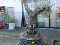 Olea europea - afbeelding 1 van  2
