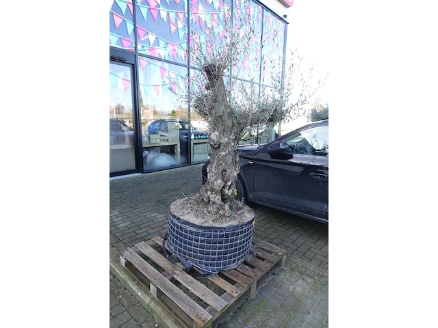 Olea europea - afbeelding 2 van  2