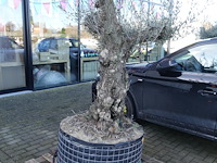 Olea europea - afbeelding 2 van  2