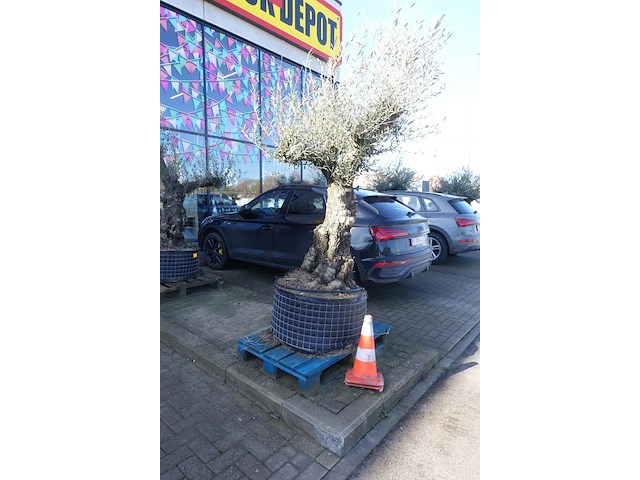 Olea europea - afbeelding 1 van  2