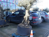 Olea europea - afbeelding 1 van  2
