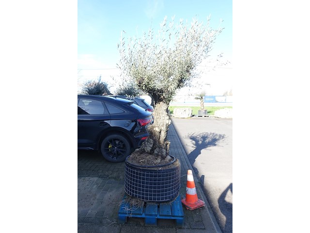 Olea europea - afbeelding 2 van  2