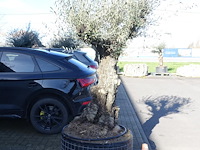 Olea europea - afbeelding 2 van  2