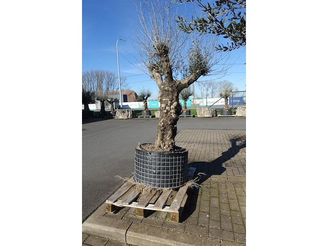 Olea europea - afbeelding 1 van  2