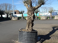 Olea europea - afbeelding 1 van  2