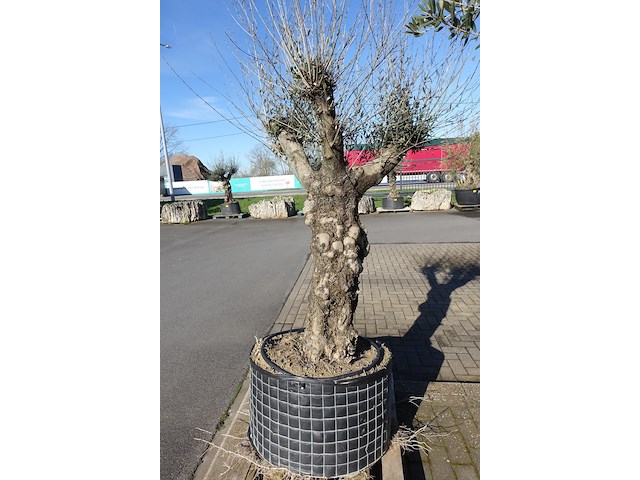 Olea europea - afbeelding 2 van  2
