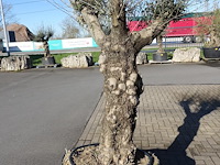 Olea europea - afbeelding 2 van  2
