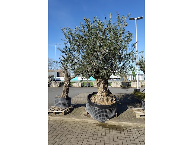 Olea europea - afbeelding 1 van  2