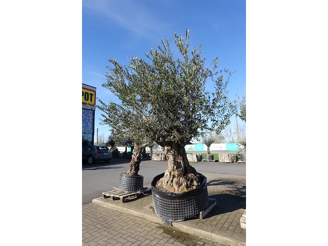 Olea europea - afbeelding 2 van  2