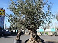 Olea europea - afbeelding 2 van  2