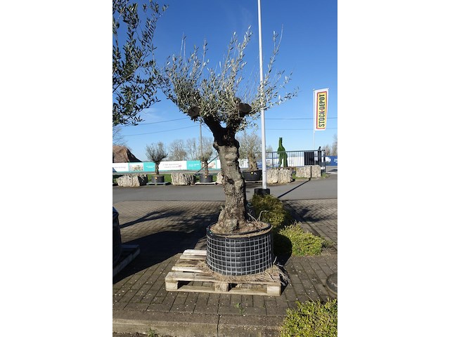 Olea europea - afbeelding 1 van  2