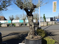 Olea europea - afbeelding 1 van  2