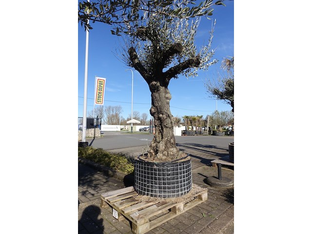 Olea europea - afbeelding 2 van  2