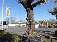 Olea europea - afbeelding 2 van  2