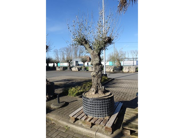 Olea europea - afbeelding 1 van  2