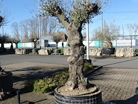 Olea europea - afbeelding 1 van  2