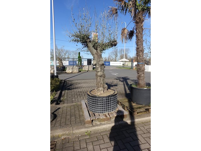 Olea europea - afbeelding 2 van  2