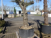 Olea europea - afbeelding 2 van  2