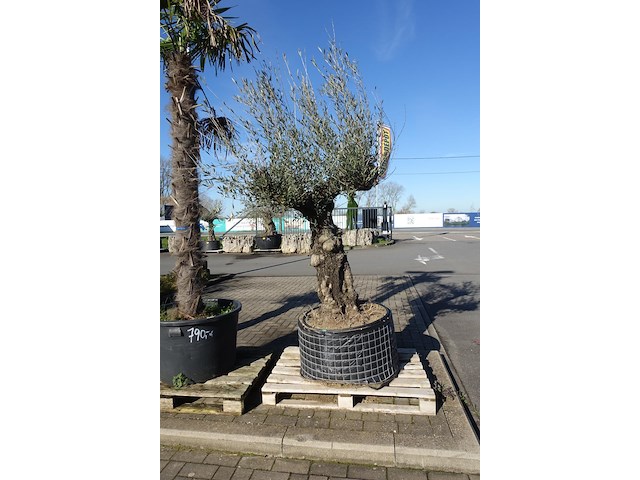 Olea europea - afbeelding 1 van  2