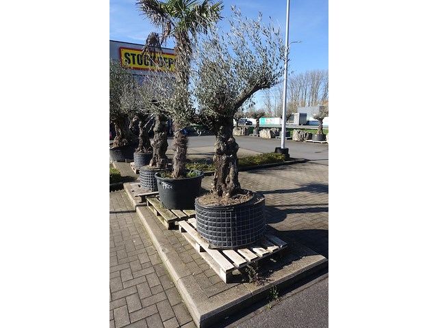 Olea europea - afbeelding 2 van  2