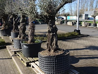 Olea europea - afbeelding 2 van  2
