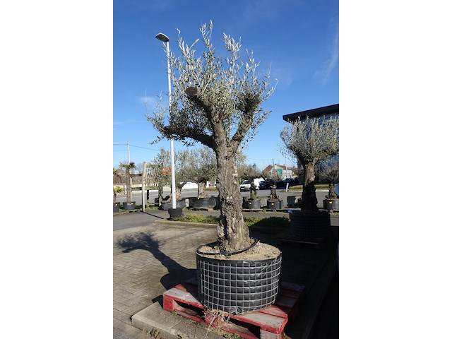 Olea europea - afbeelding 1 van  2