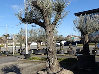 Olea europea - afbeelding 1 van  2