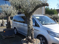 Olea europea - afbeelding 2 van  2