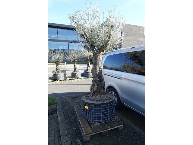 Olea europea - afbeelding 1 van  2