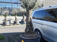 Olea europea - afbeelding 1 van  2
