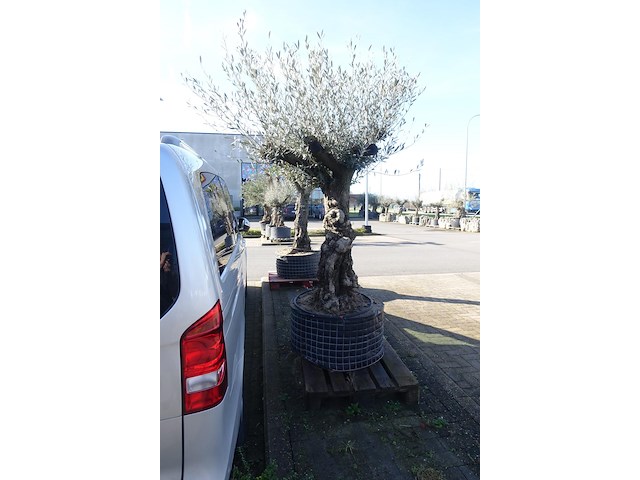 Olea europea - afbeelding 2 van  2