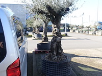 Olea europea - afbeelding 2 van  2