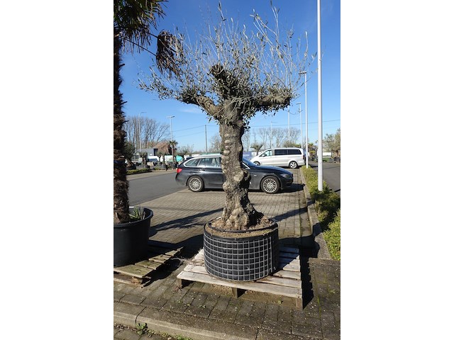 Olea europea - afbeelding 1 van  2