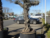 Olea europea - afbeelding 1 van  2