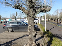 Olea europea - afbeelding 2 van  2