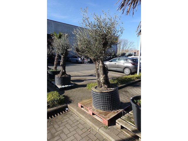 Olea europea - afbeelding 1 van  2