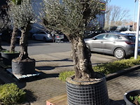Olea europea - afbeelding 1 van  2
